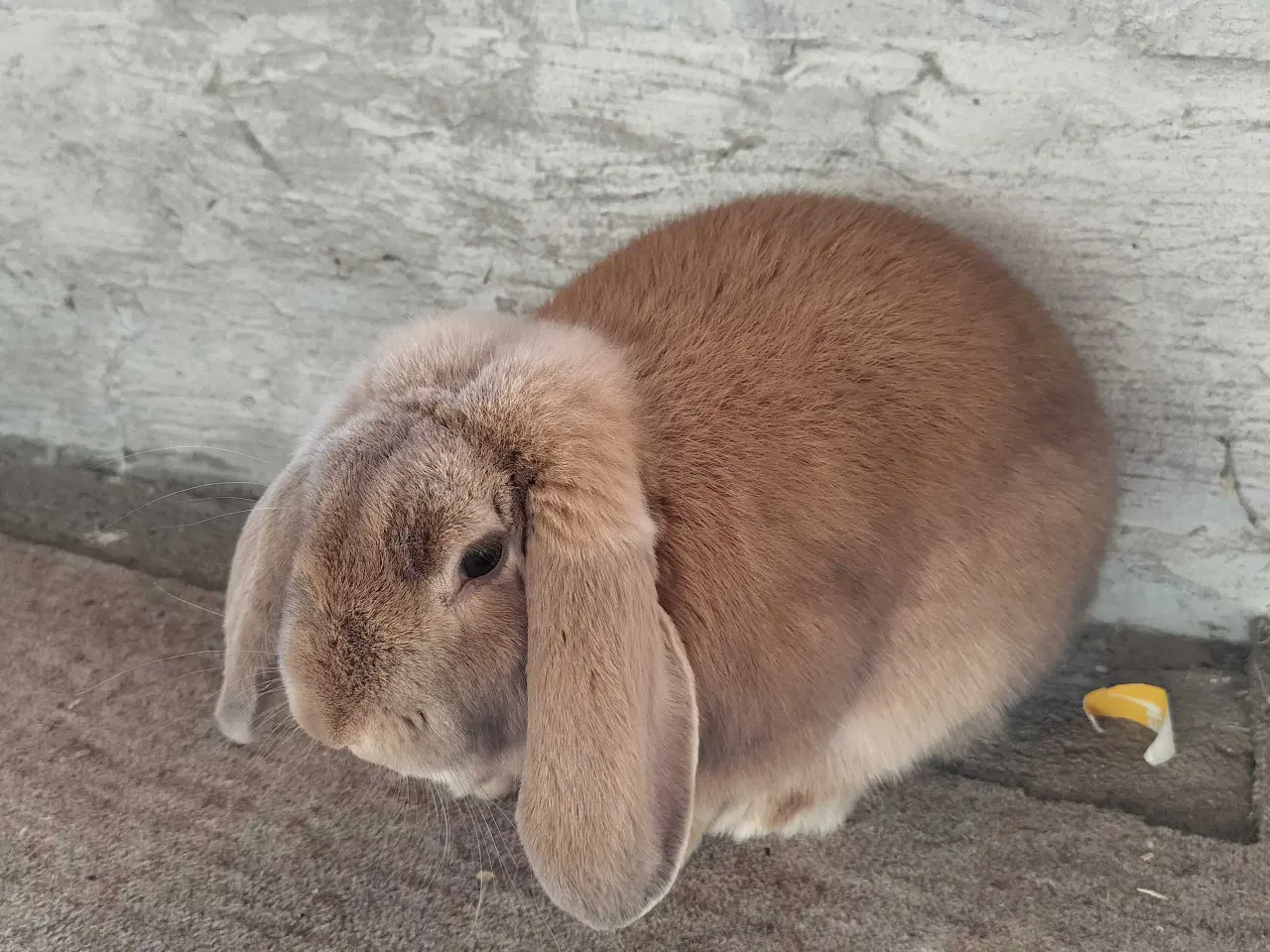 Billede 1 - Dværgvædder han 