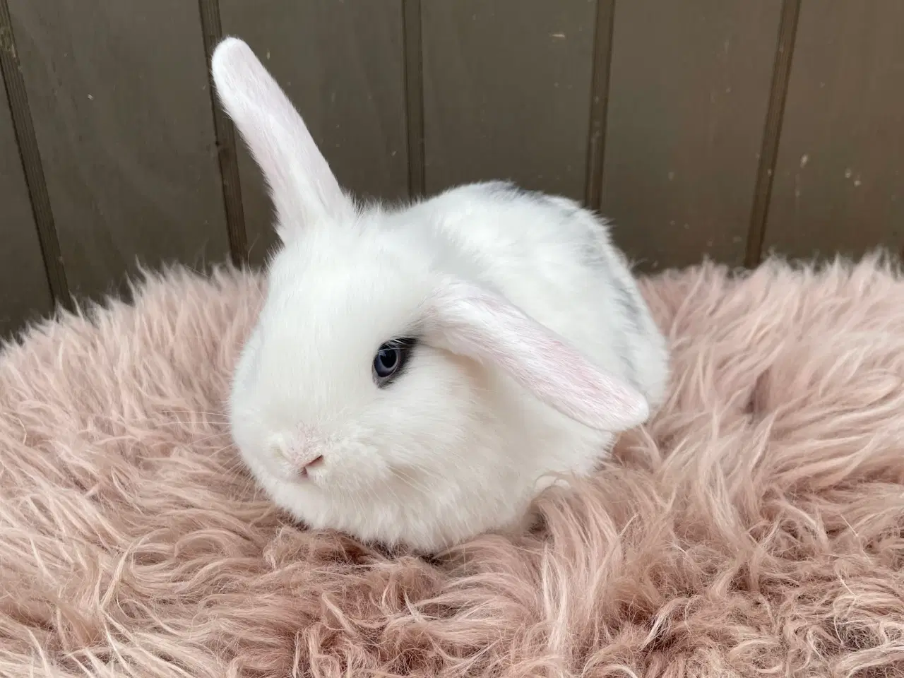 Billede 4 - Minilop dreng klar nu