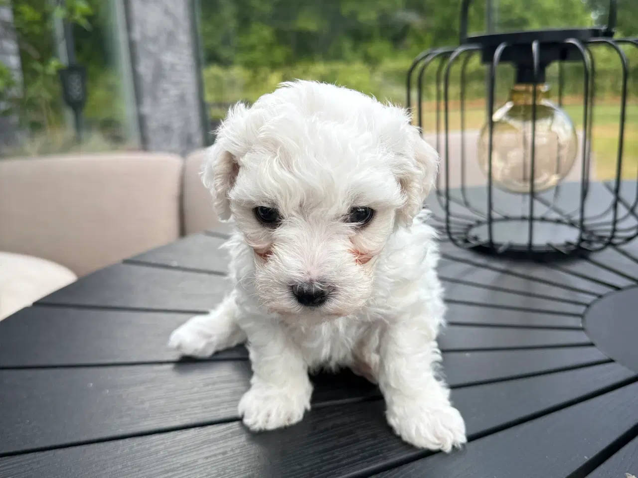 Billede 6 - Bichon Frisé hvalpe