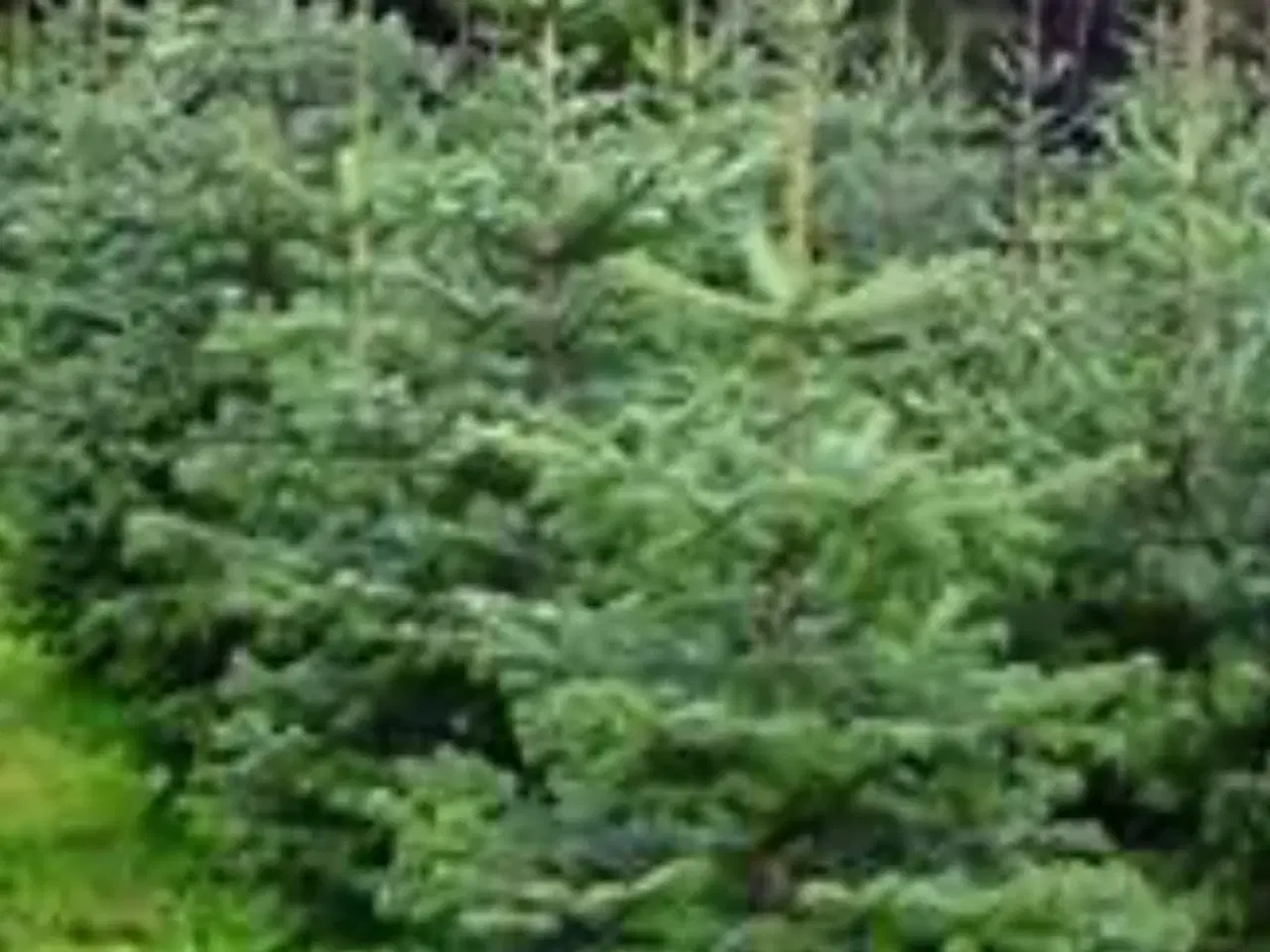 Billede 3 - 300 kg nobilis søges