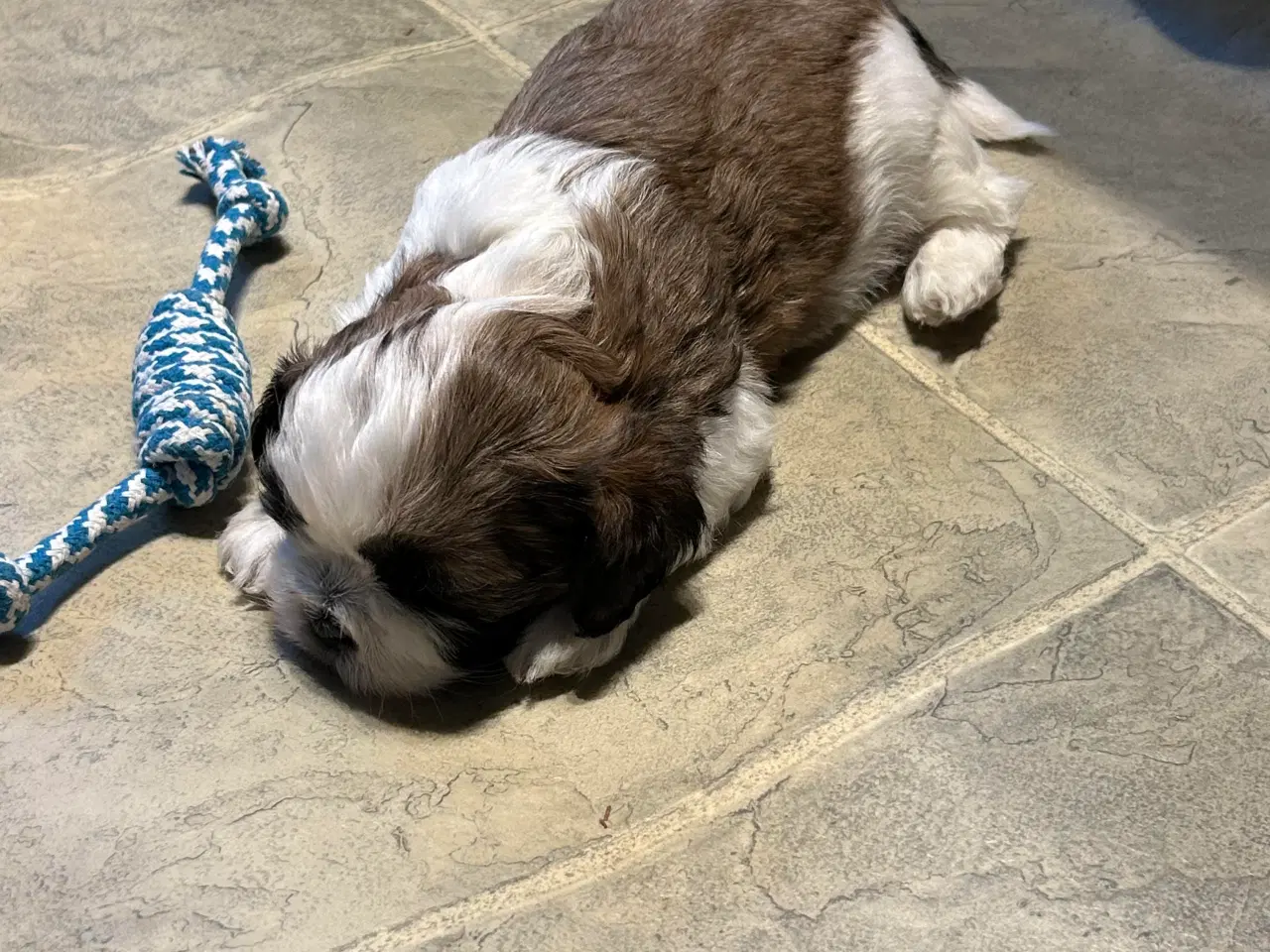 Billede 4 - Shih Tzu/Bicon Havanais hvalpe