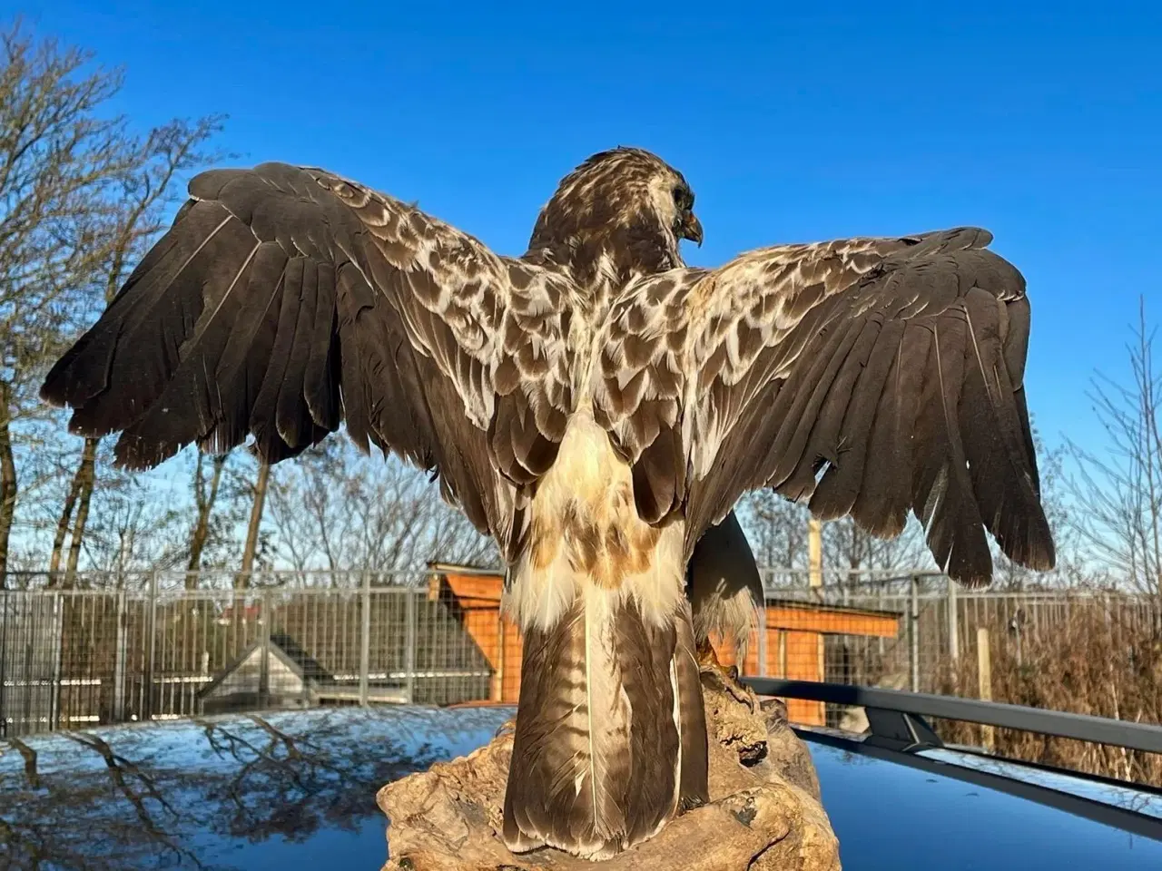 Billede 5 - Udstoppet stor musvåge