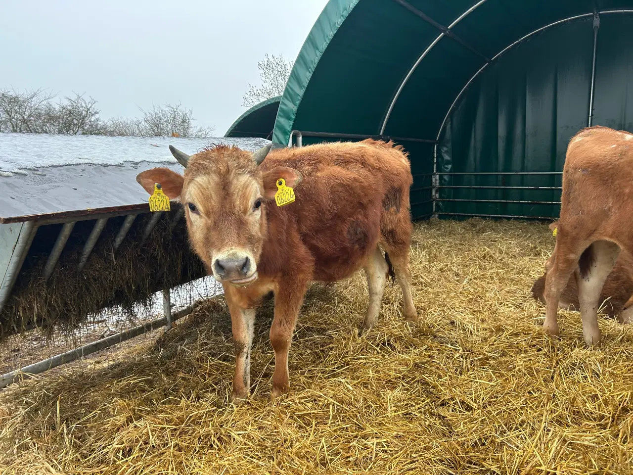 Billede 1 - Jerseyungtyr sælges