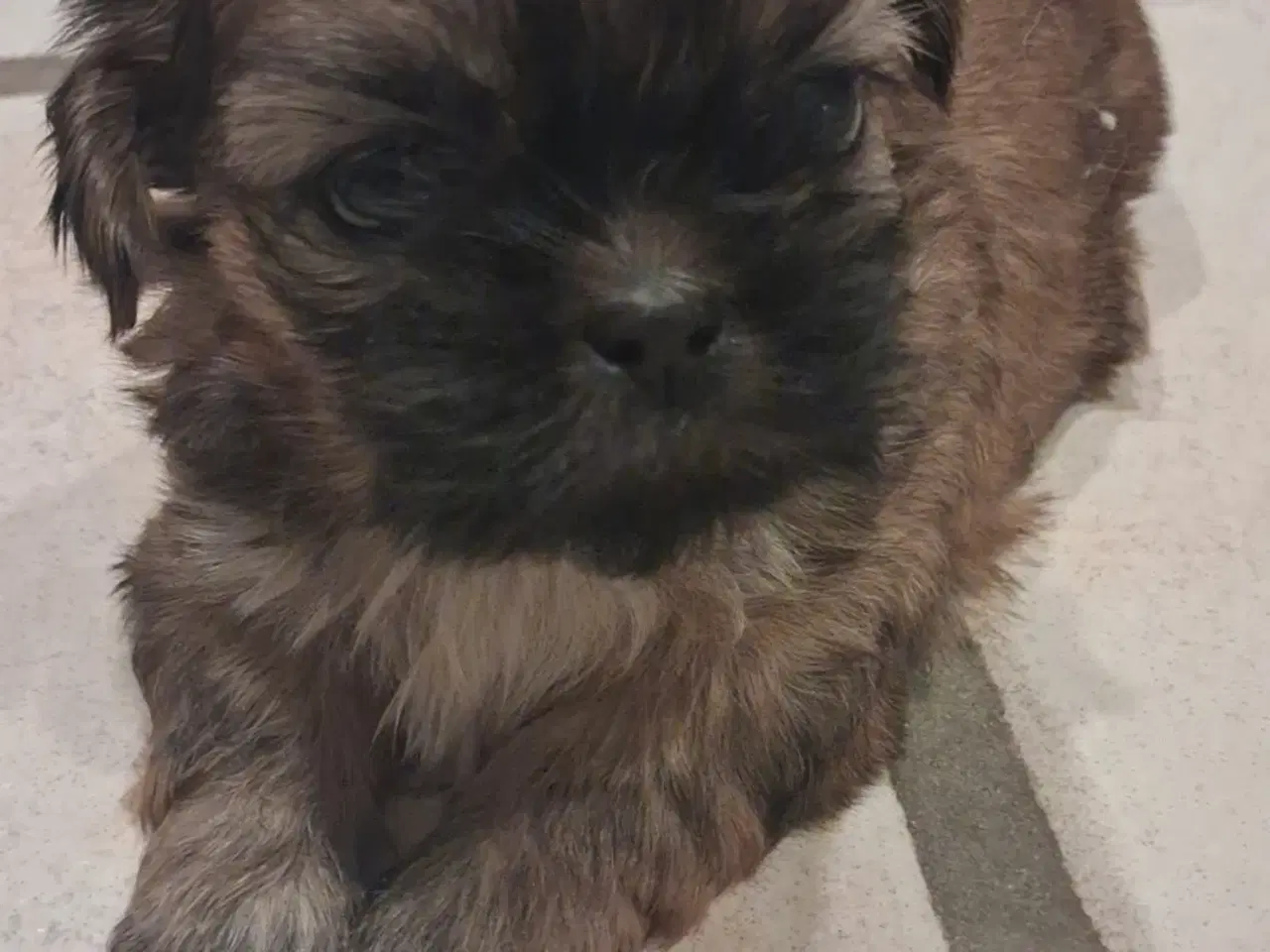 Billede 1 - Shih Tzu hvalp