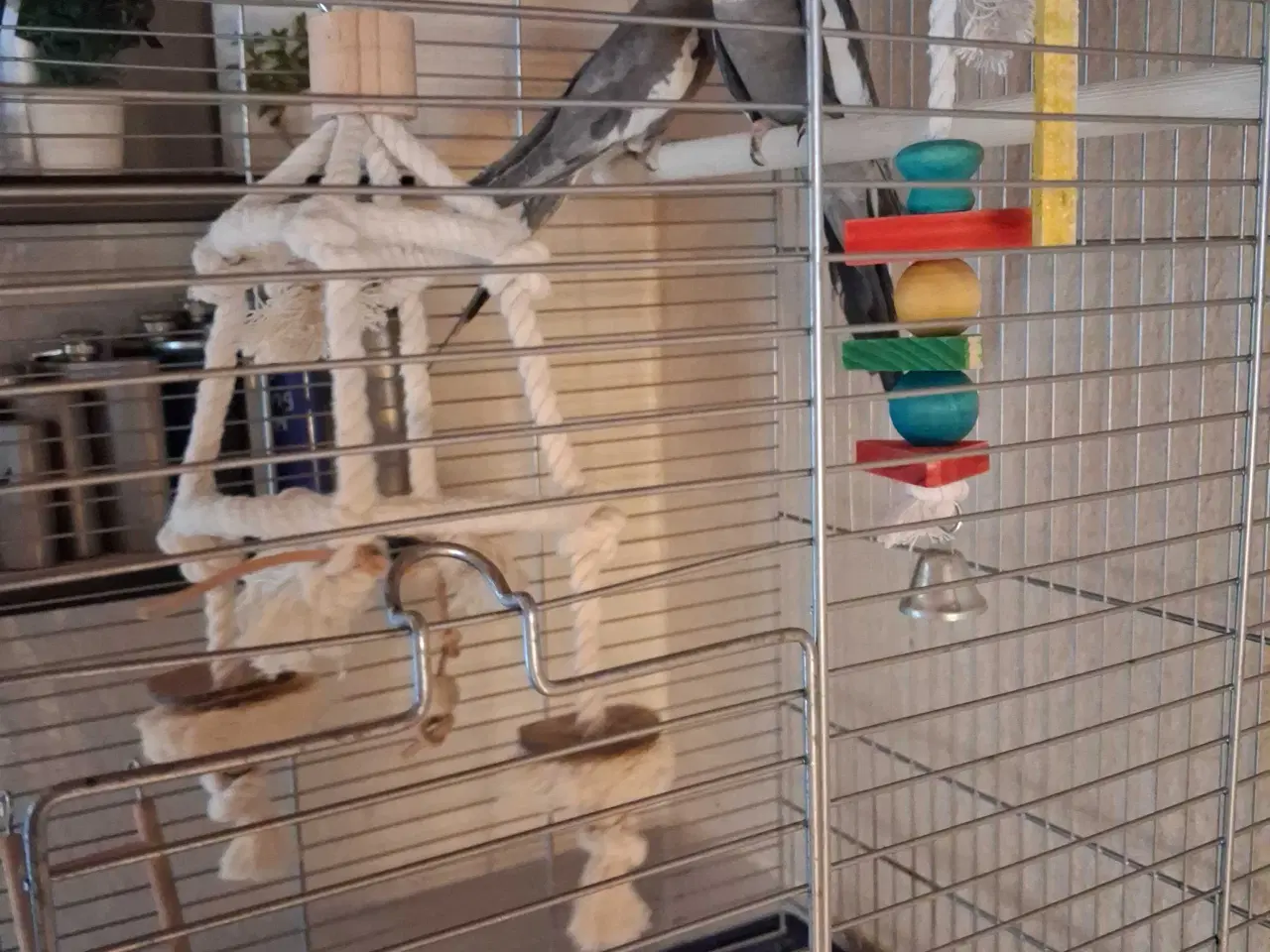 Billede 1 - Nymfer med bur 