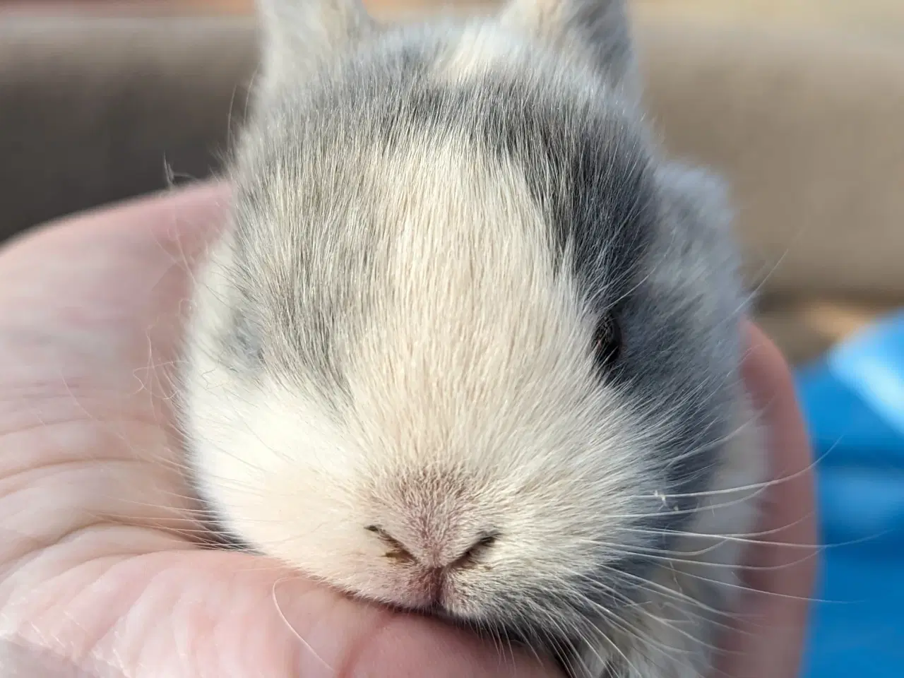 Billede 8 - Hermelin kaninunge sælges 