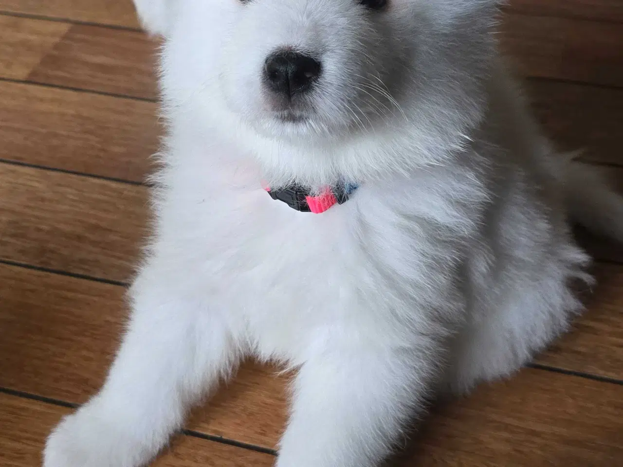 Billede 15 - Samojede hvalpe