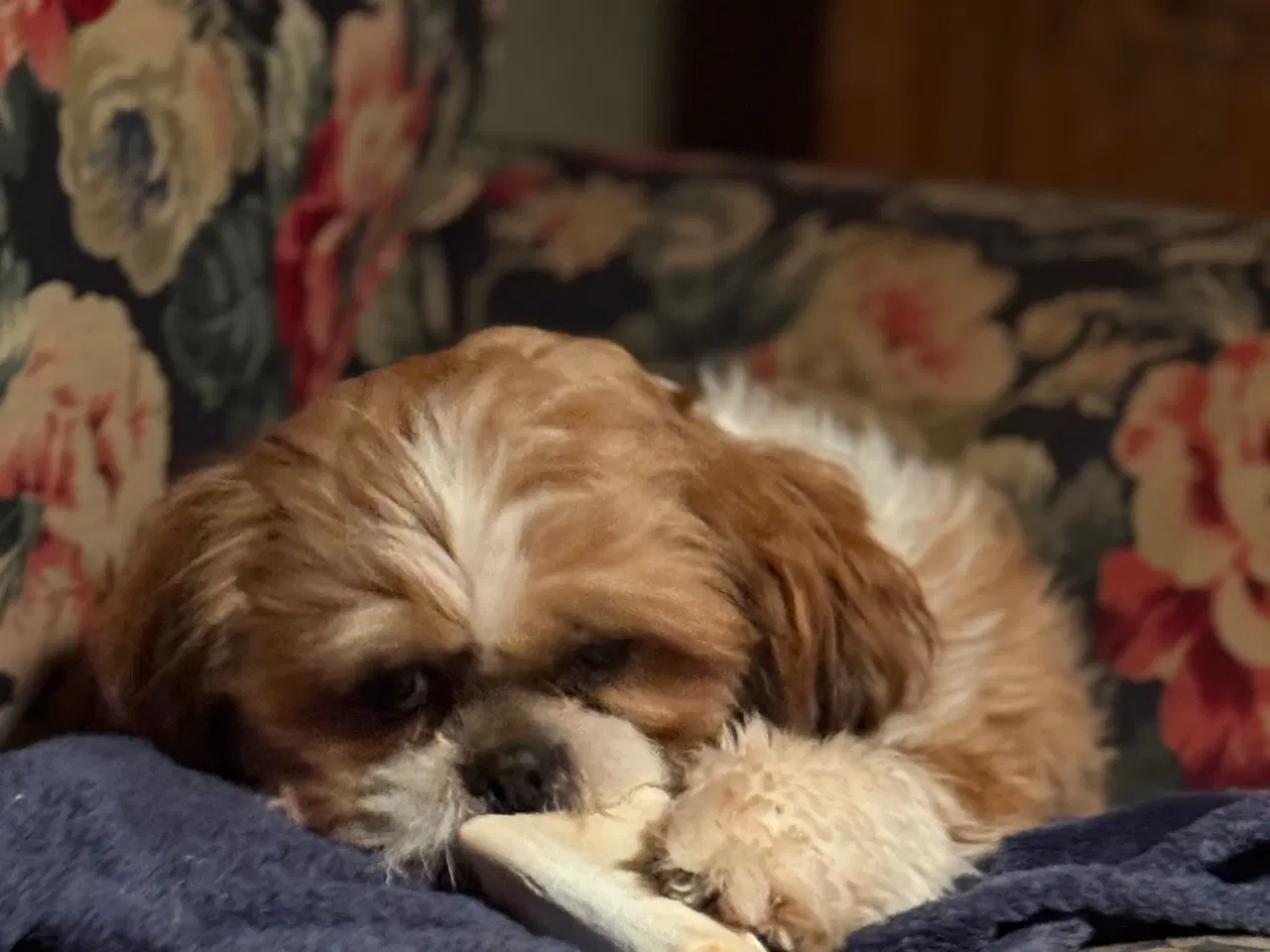 Billede 2 - Shih tzu parring