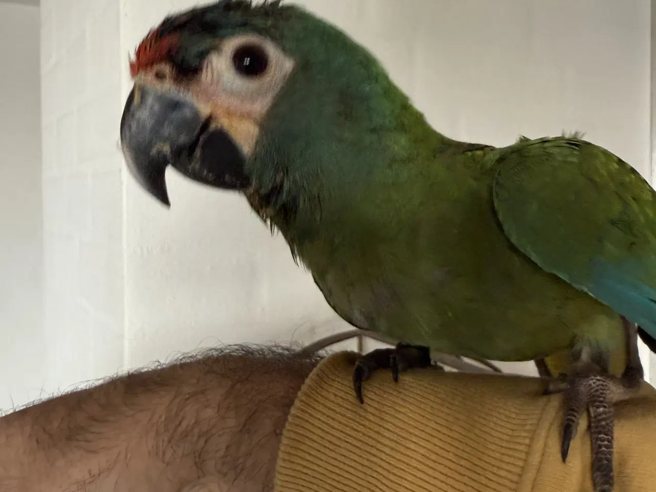 Billede 5 - rødrygget dværgara