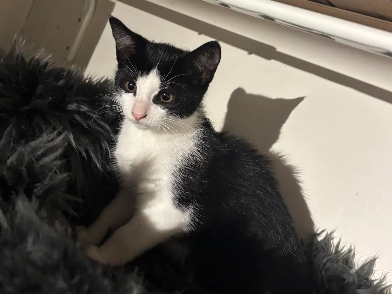 Billede 3 - Killing søger kærlighed