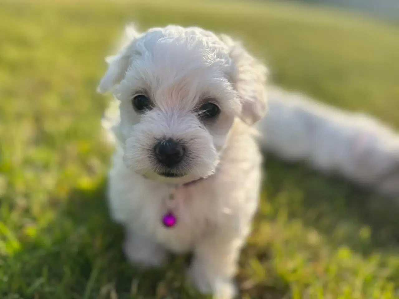 Billede 7 - ✨ Bichon hvalpe ❤️