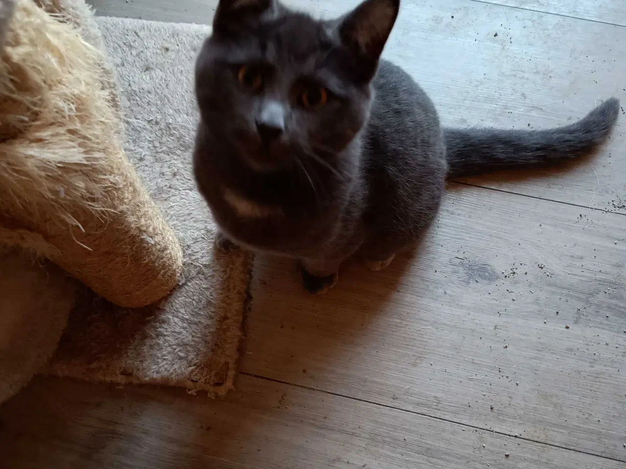 Billede 3 - 4 friske hankatte