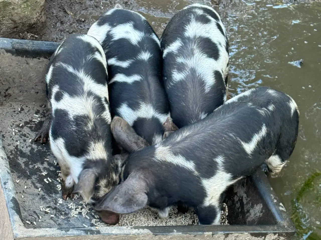 Billede 3 - Sort brogede landrace grise 