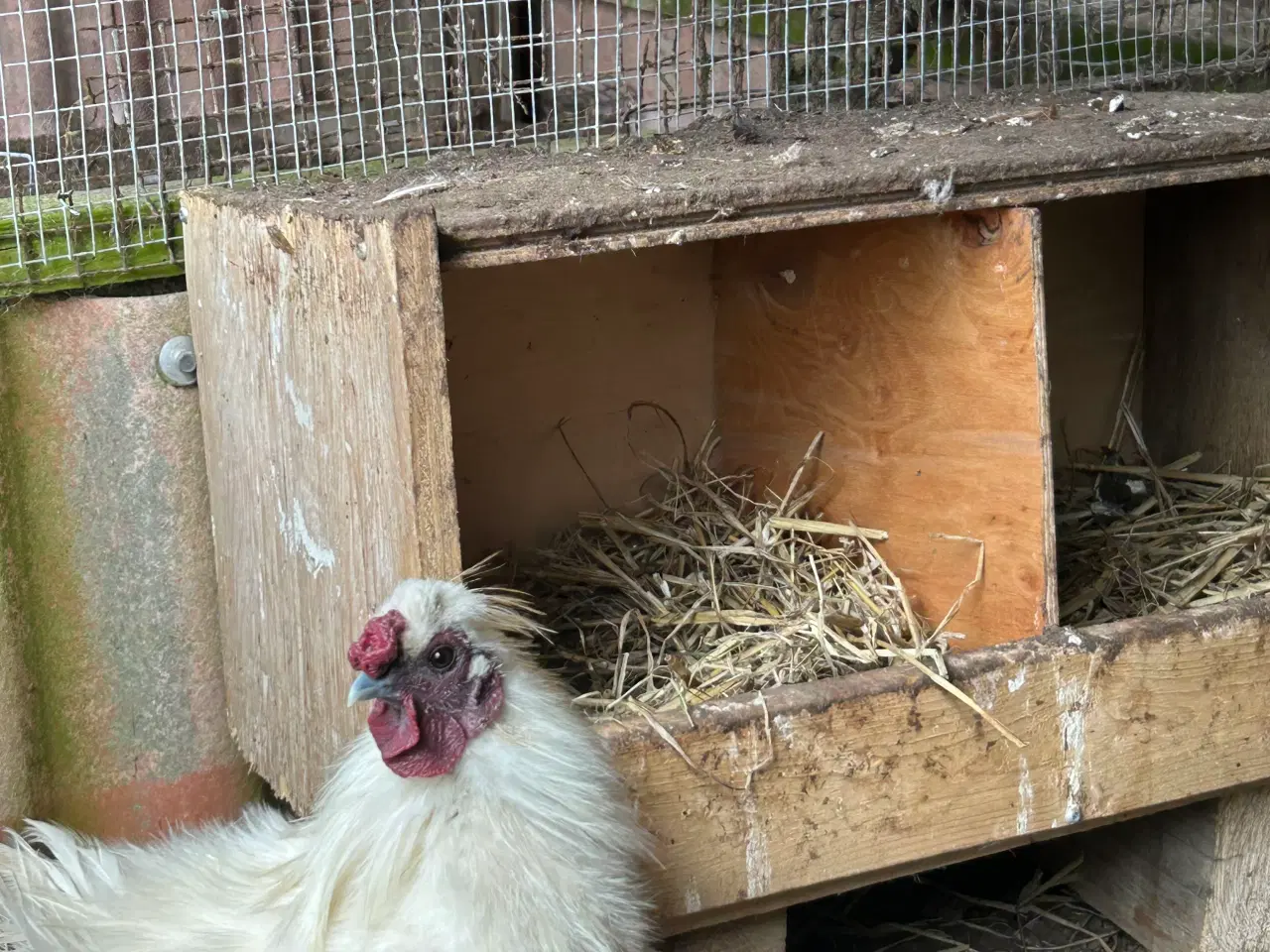 Billede 2 - Flot Silkehane sælges