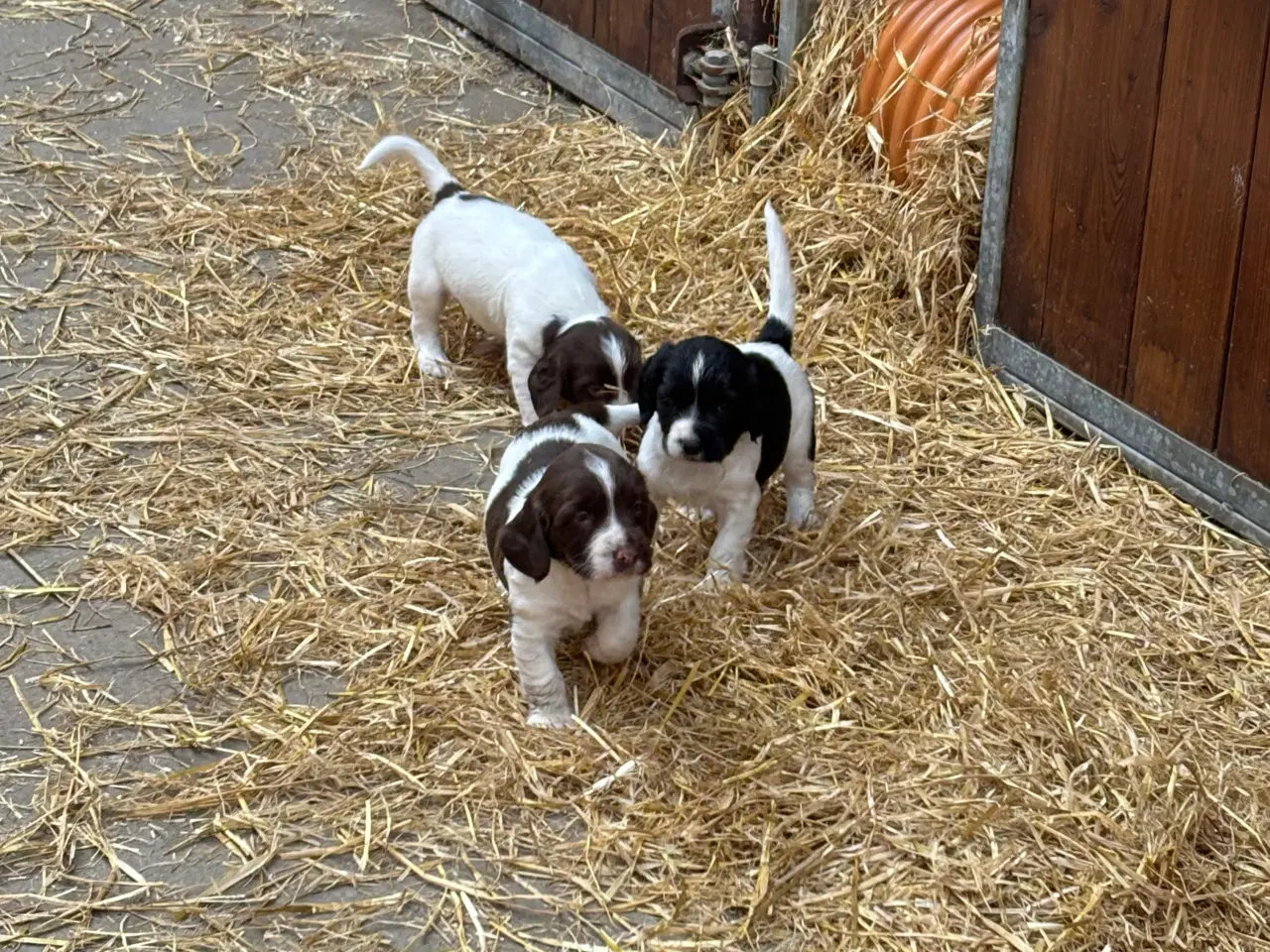 Billede 2 - Ft springer 