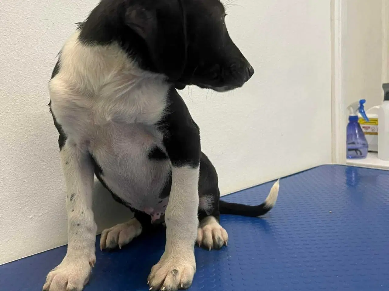 Billede 4 - Skønne Joey søger familie