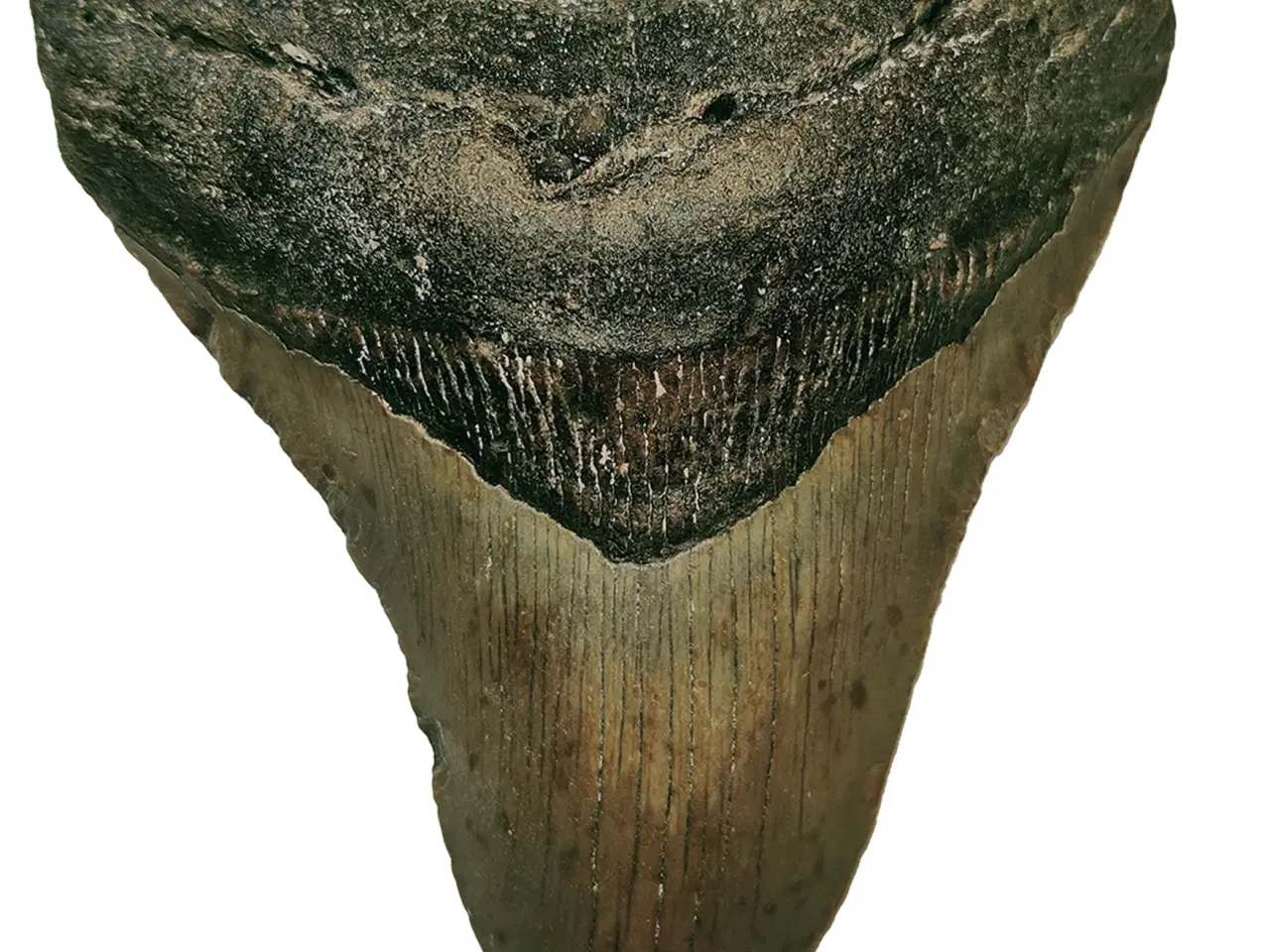 Billede 1 - Megalodon tand 12,9 cm