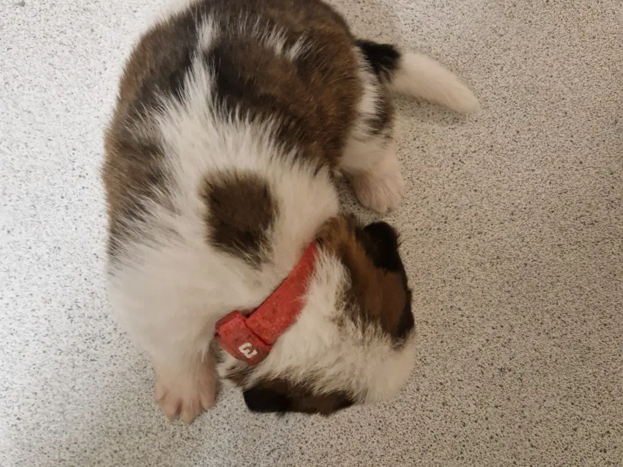 Billede 10 - 9 sankt bernhard hvalpe søg nyt hjem