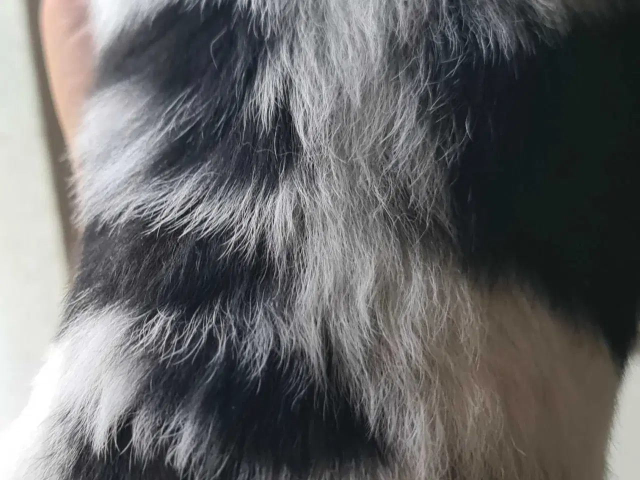 Billede 8 - Skønne blandings hvalpe 