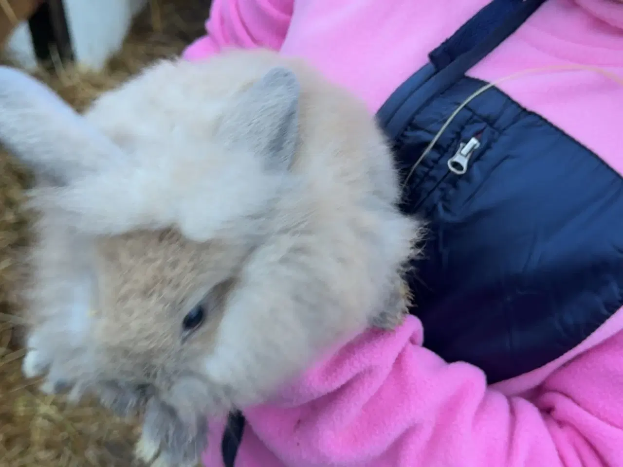 Billede 1 - Løvehoved kaniner 