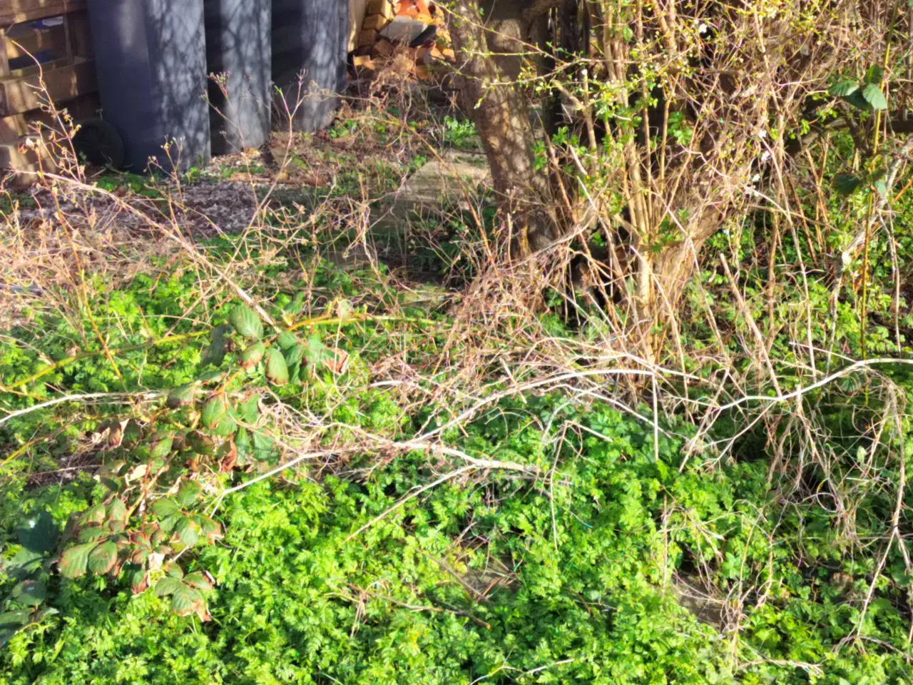 Billede 6 - Havemand søges 