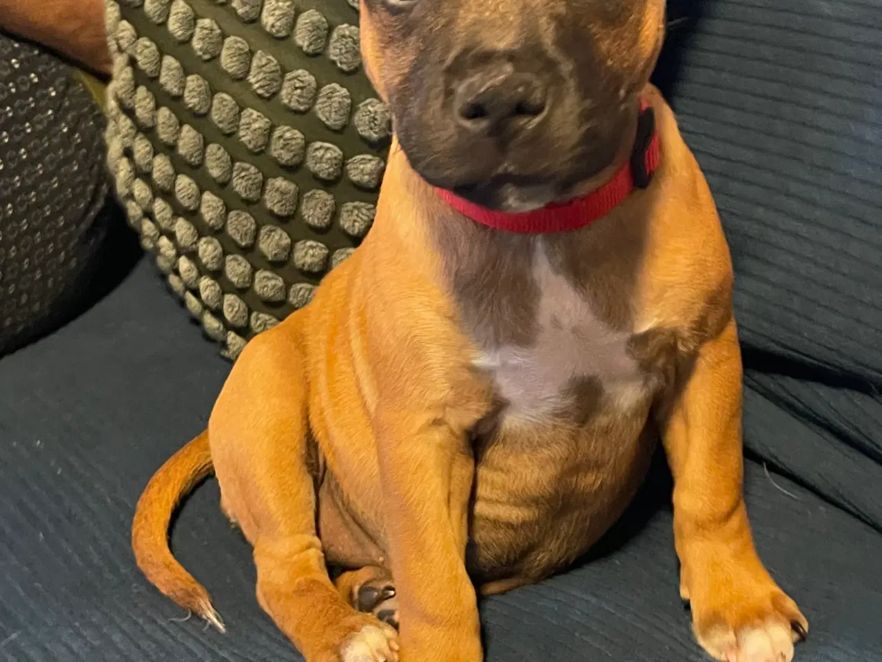 Billede 2 - Hvalp Staffordshire bull terrier