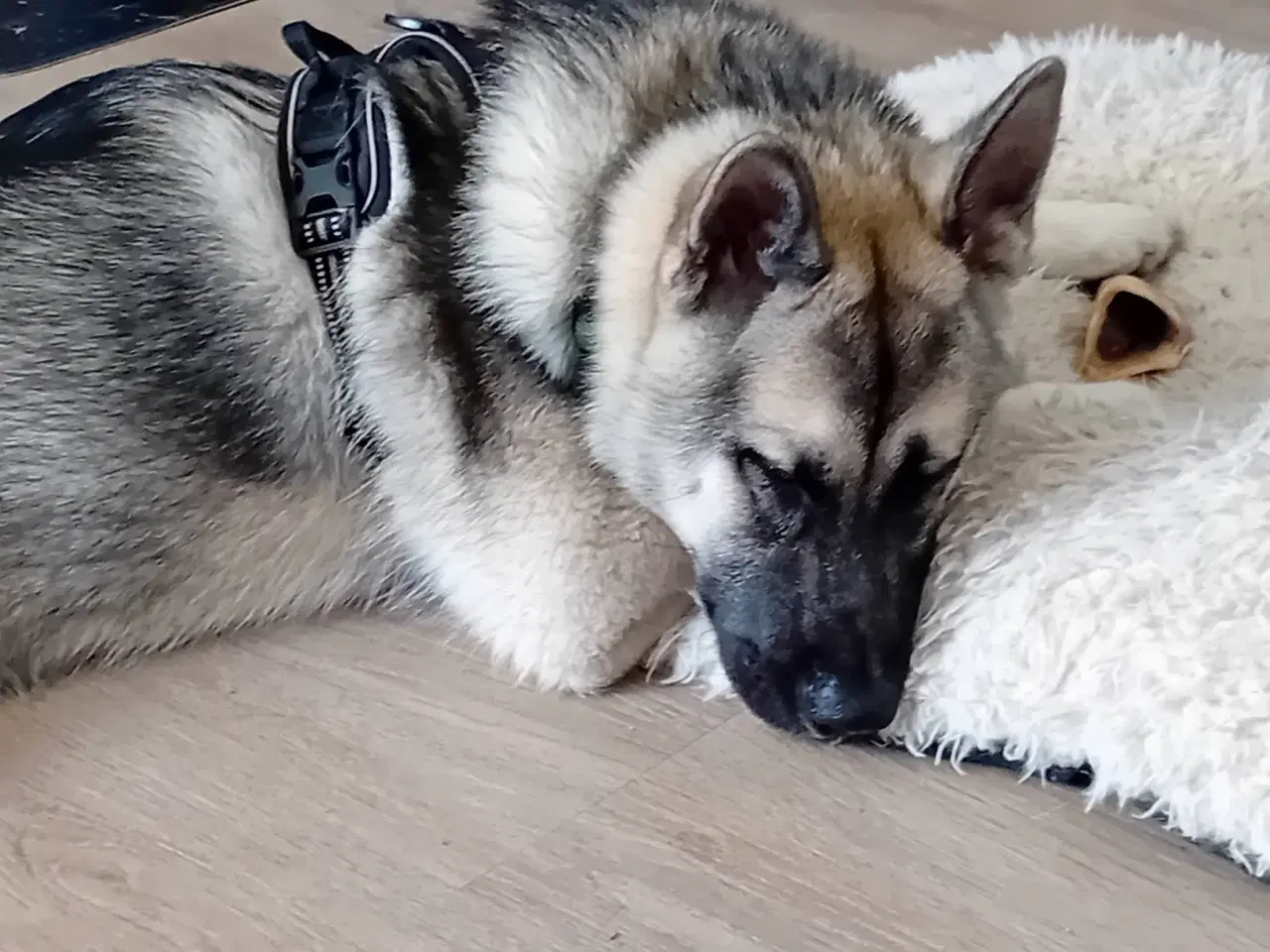 Billede 5 - Hund søger ny hjem 