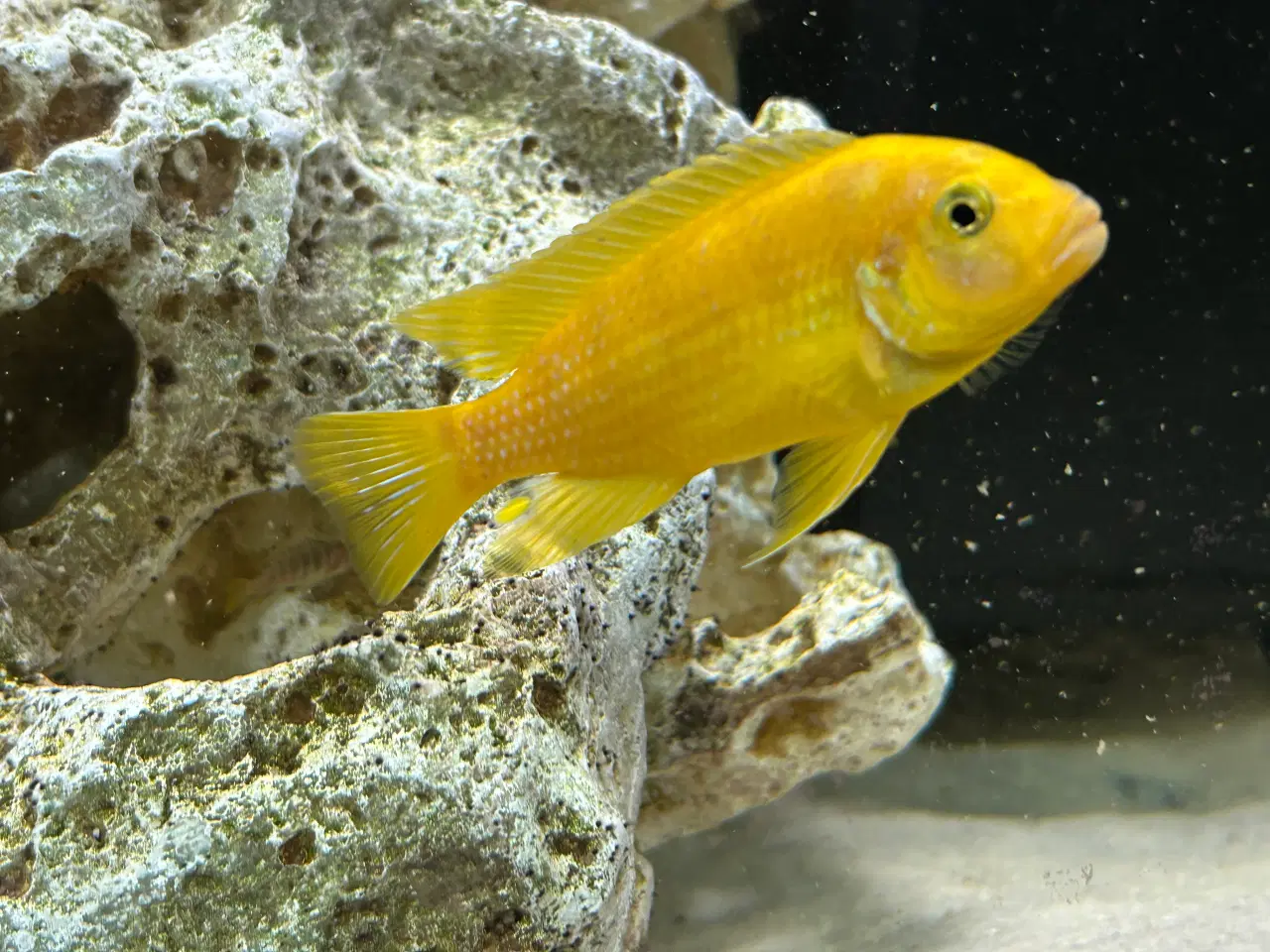 Billede 4 - Labidochromis Hongi og andre