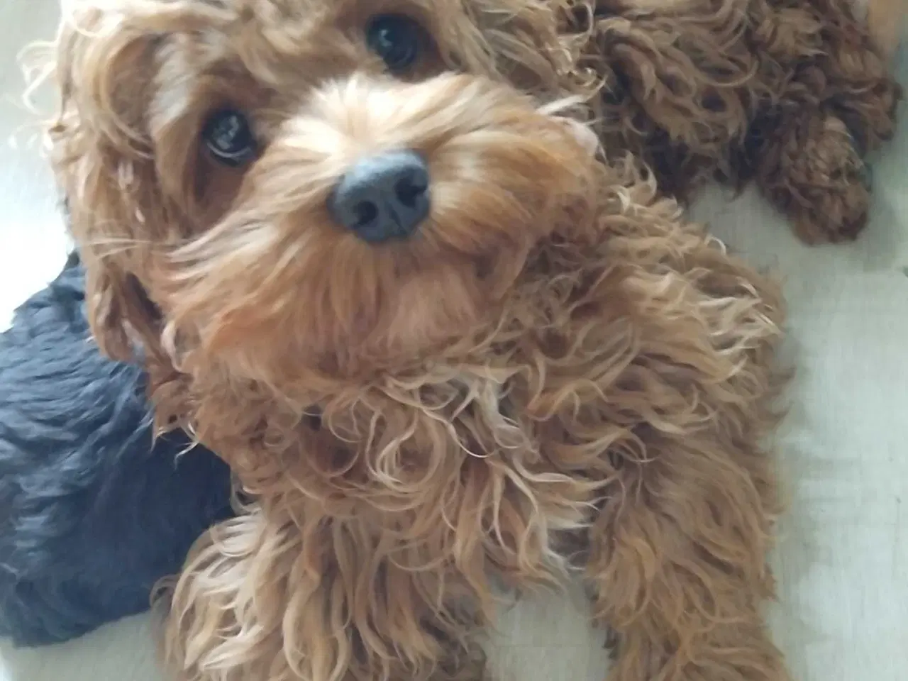 Billede 1 - Sødeste Cockapoo pige 