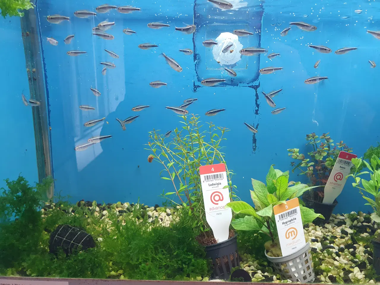 Billede 2 - Rød & Sort Neon sælges 🐟