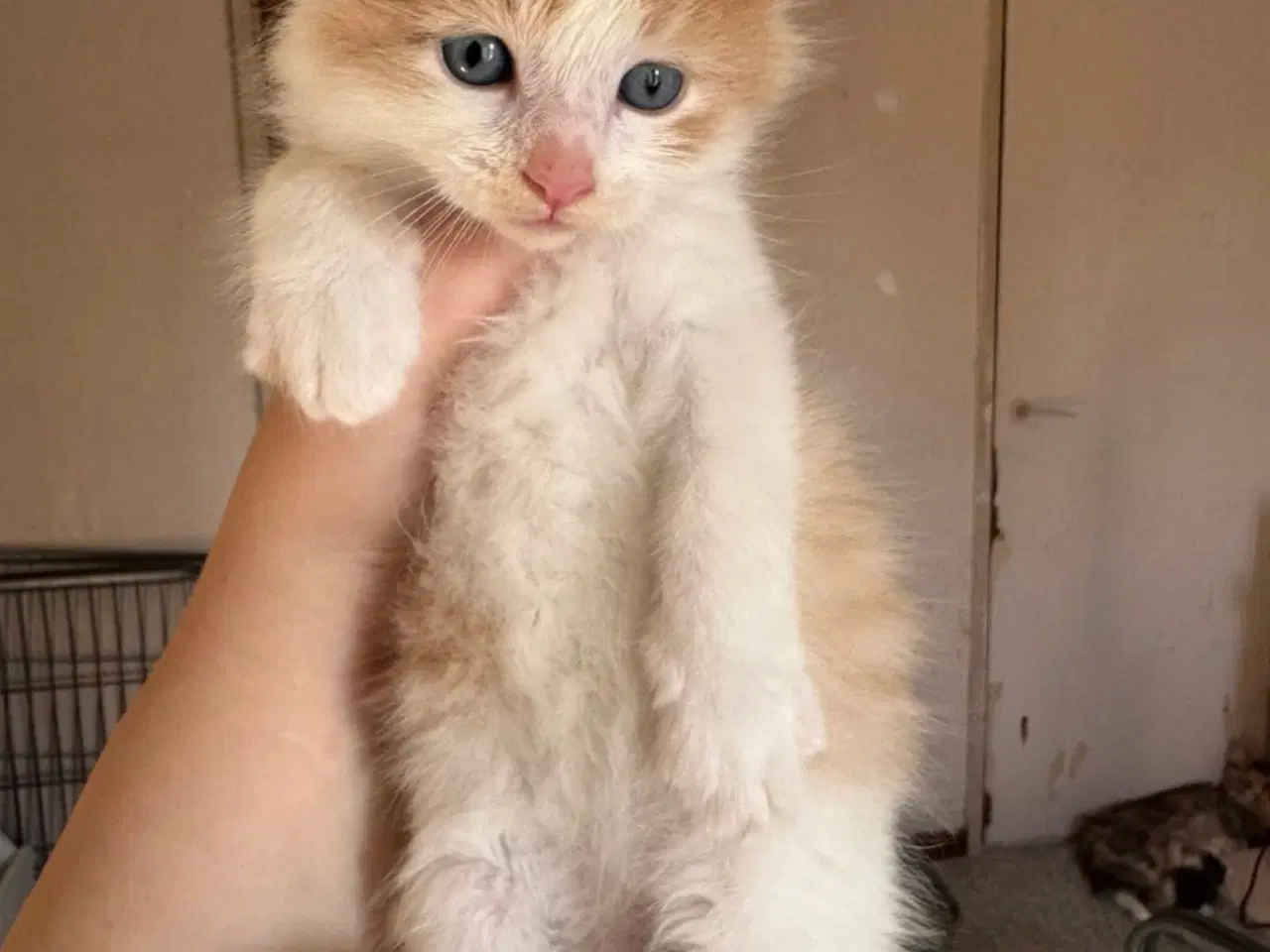 Billede 5 - Maine Coon blandings killinger sælges