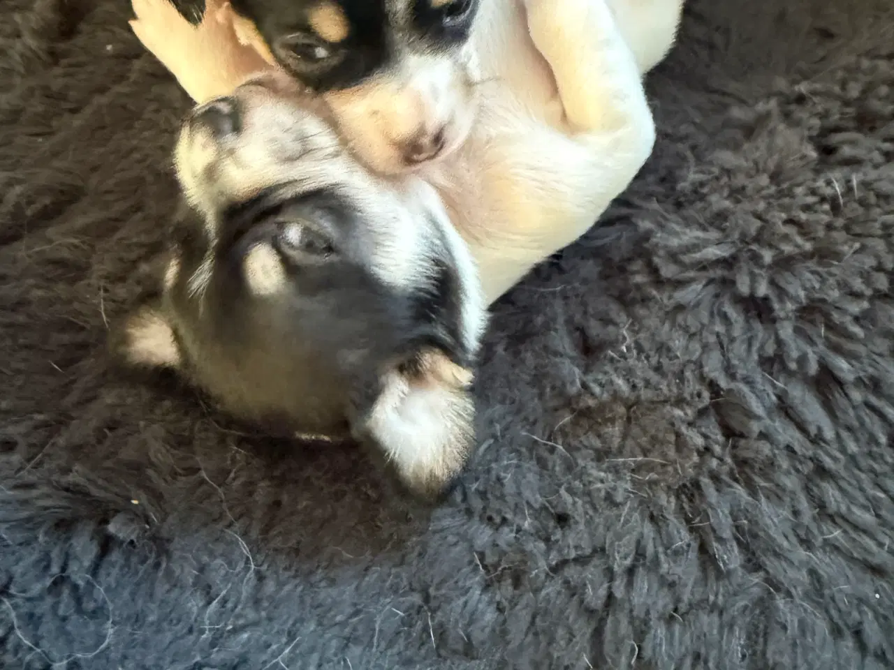 Billede 11 - Mini Pomaranin/papillon 