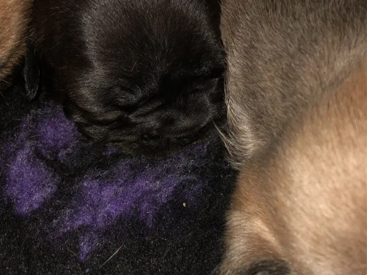 Billede 2 - Fransk bulldog hvalpe kun 1 tilbage