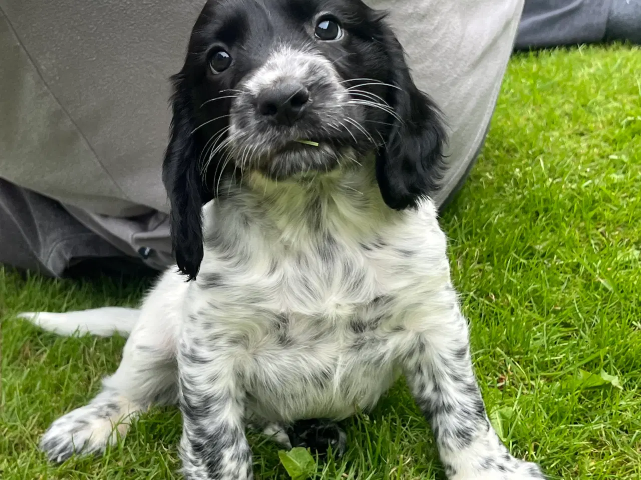 Billede 3 - Ft springerspaniel/cocker spaniel hvalpe 