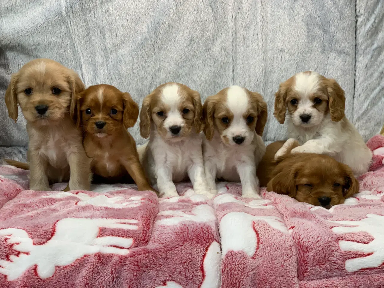 Billede 1 - De yndigste cavapoo babyer 