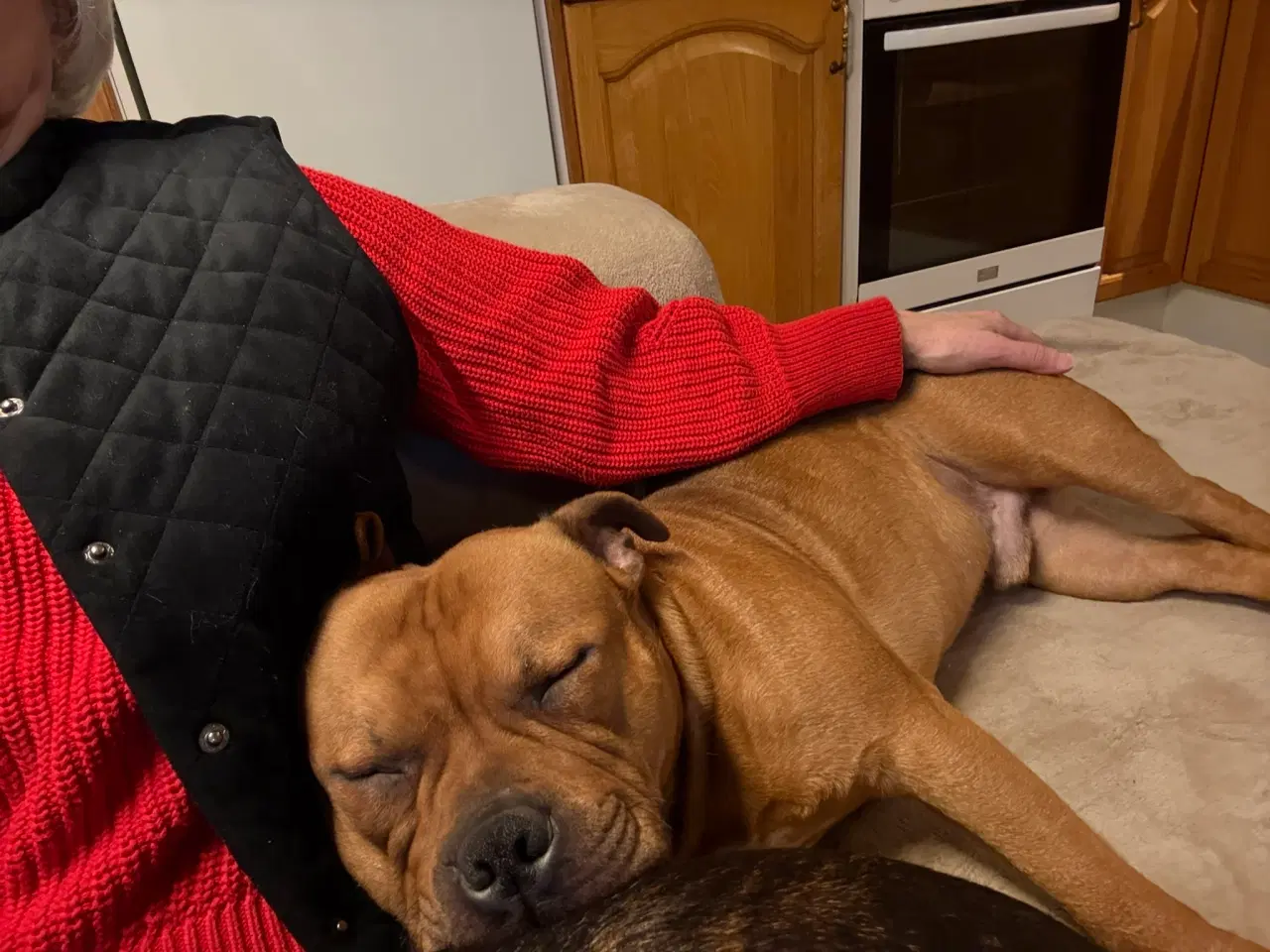 Billede 15 - Staffordshire Bull Terrier - Skøn hanhund