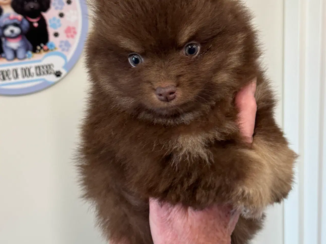 Billede 16 - Pomerania hvalpe 1 pige tilbage