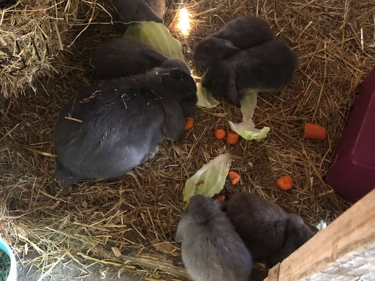 Billede 1 - Mini lop 
