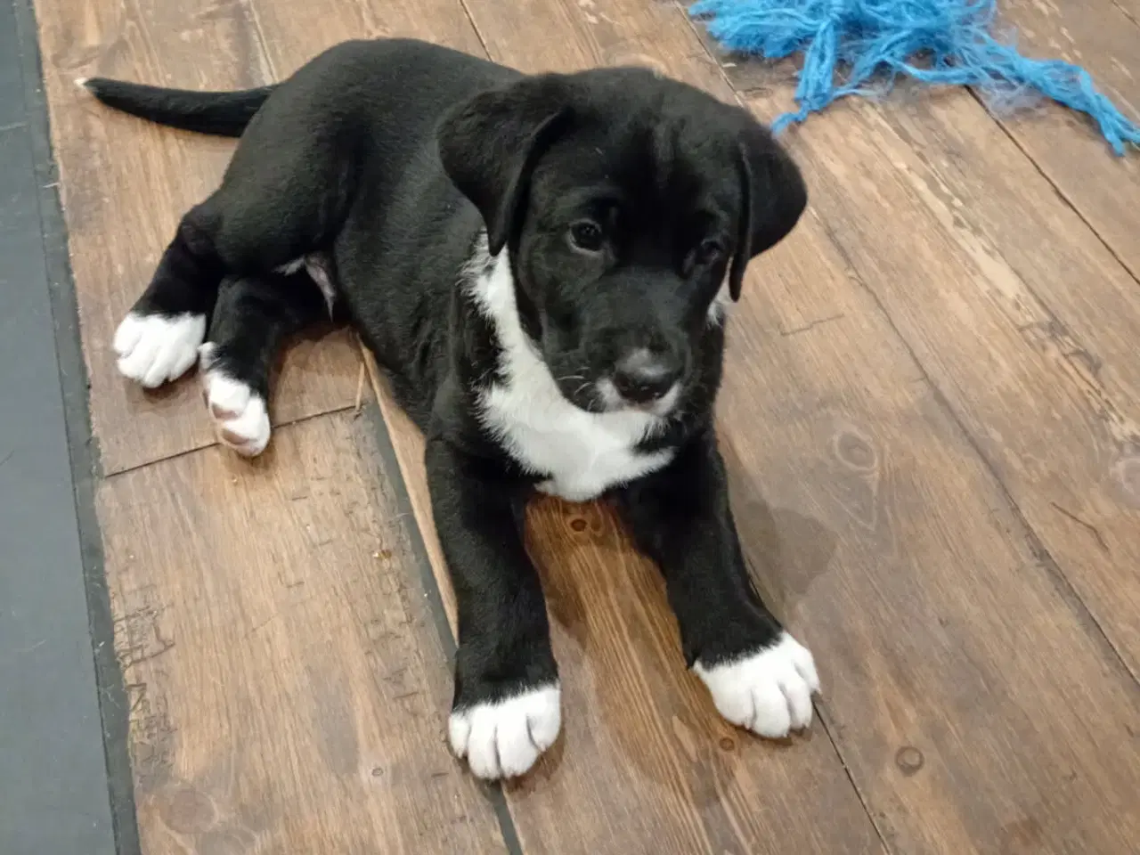 Billede 1 - Bull Terrier blanding 