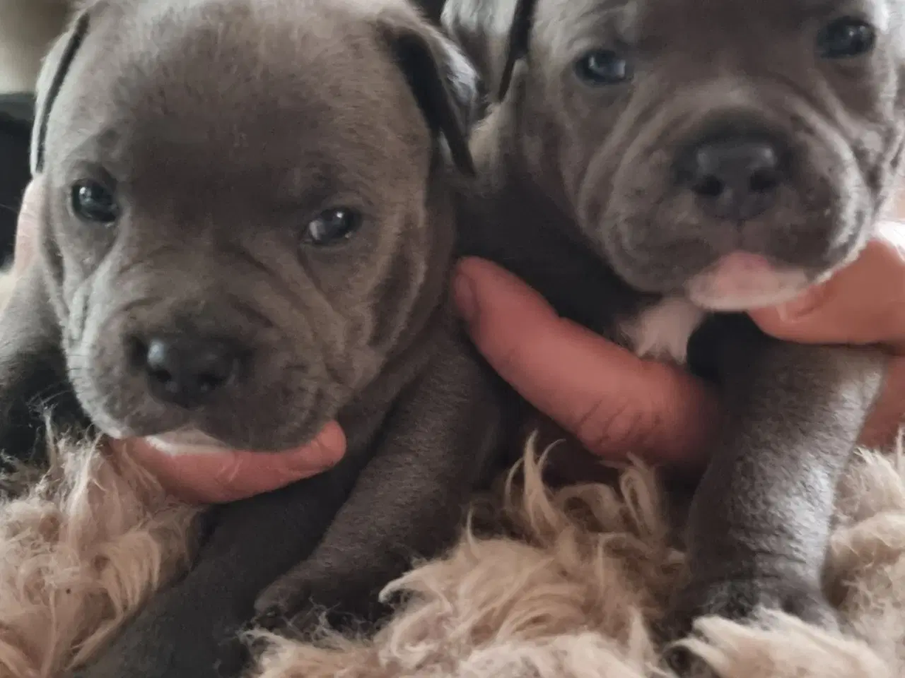 Billede 1 - British Staffordshire Bull Terrier hvalpe
