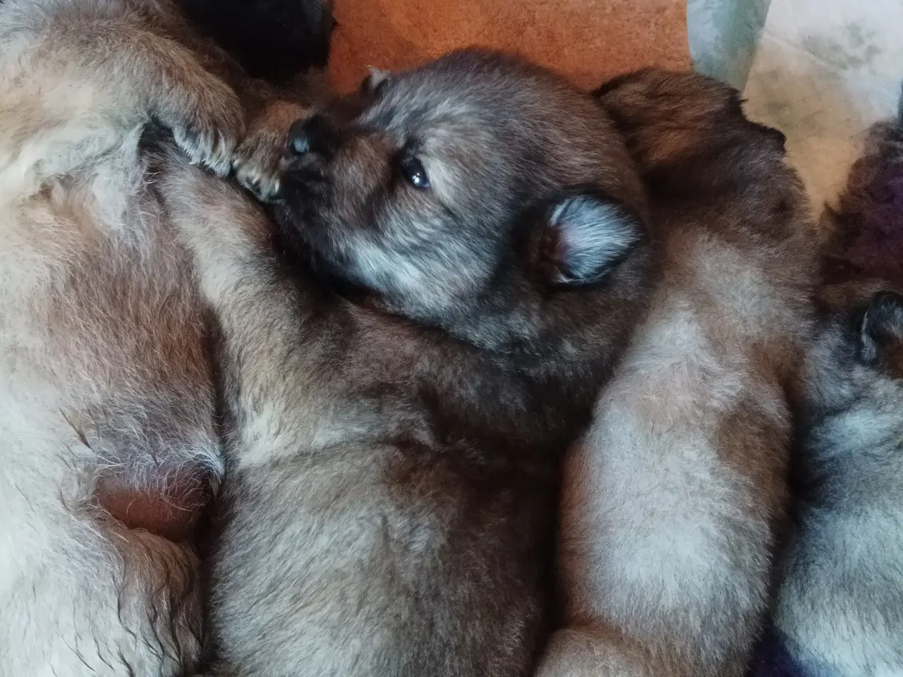 Billede 3 - Eurasier hvalpe 