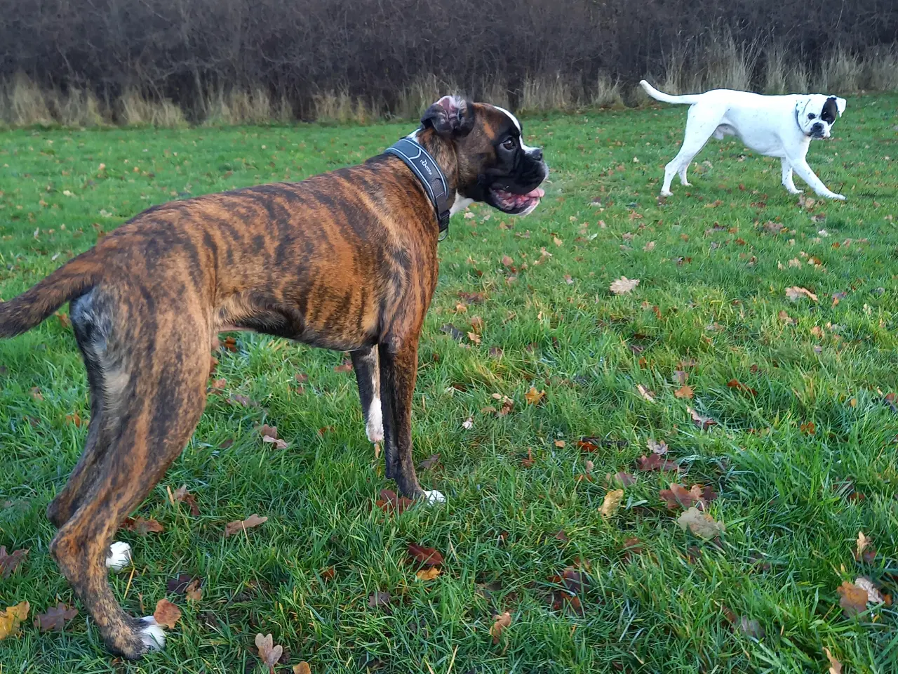 Billede 5 - Han boxerhvalp sælges – klar til nyt, kærligt hjem