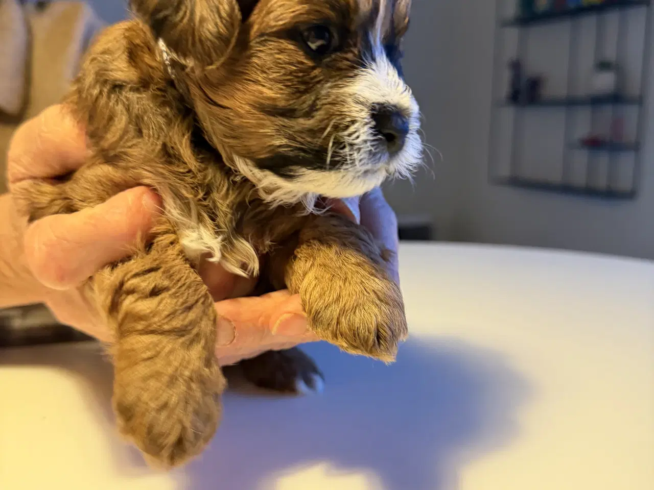 Billede 4 - Shitzu puddel blanding 