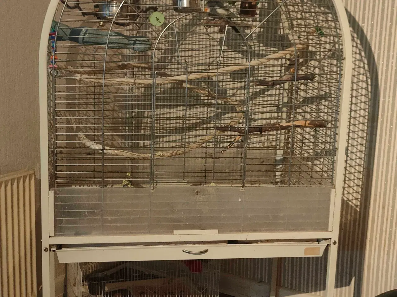 Billede 2 - Nymfeparakit han