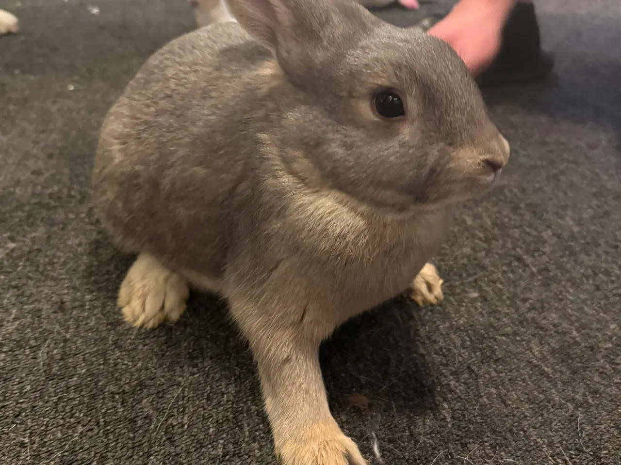 Billede 2 - Kanin