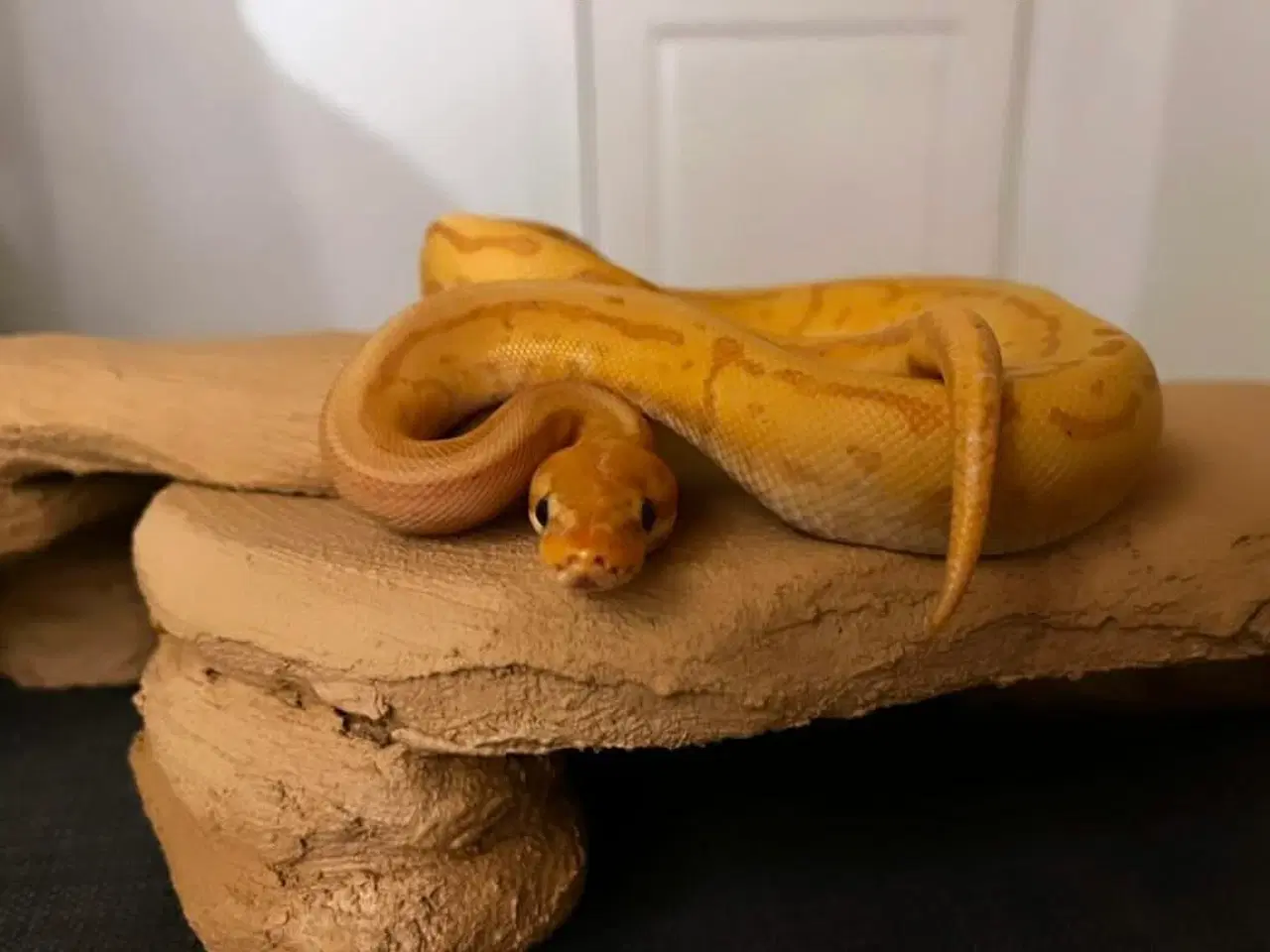 Billede 6 - Leopard Pinstripe Banan HET Pied