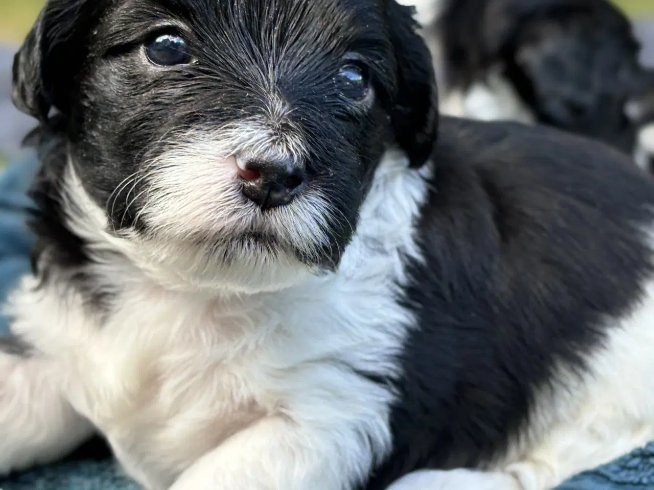 Billede 7 - 22 august er der Lhasa Doodle klar til at flytte