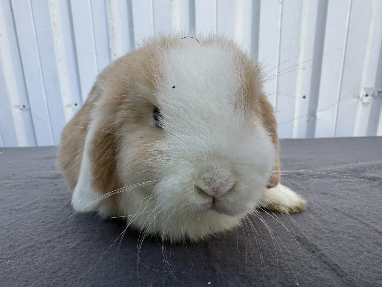 Billede 3 - Mini lop hankanin