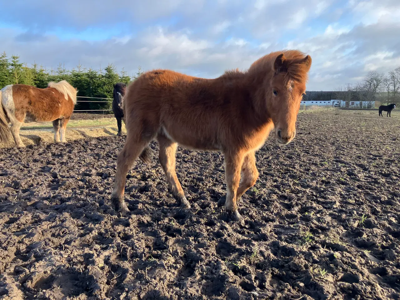 Billede 4 - Ponyføl, hingst