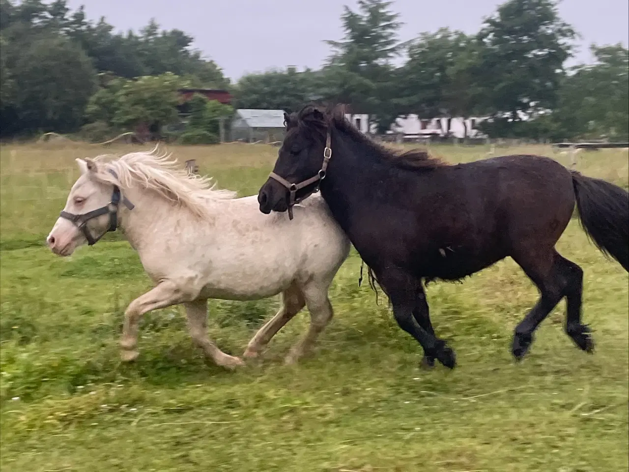 Billede 12 - 2 bedste venner sælges samlet. Shetlandsponyer 